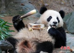 大熊猫跨洋“圈粉”  “萌力”吸引全球游客潮涌四川